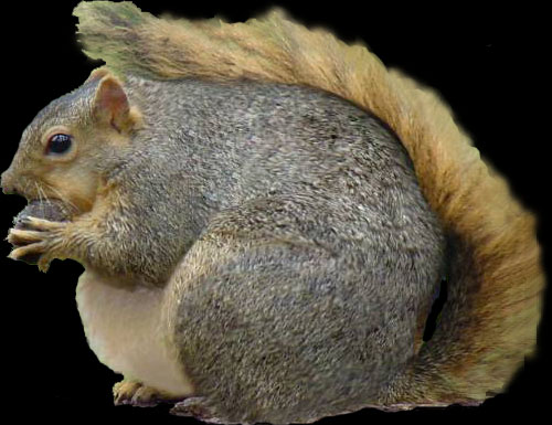 Fat, furry squirrel