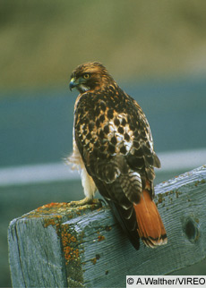 The Red-tailed hawk