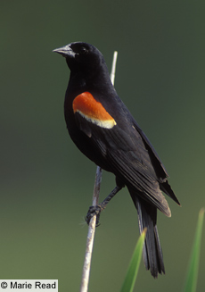 red winged blackbird